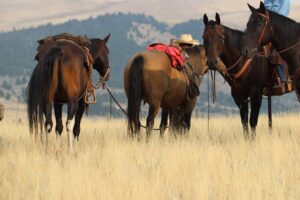 Bonanza Creek Montana